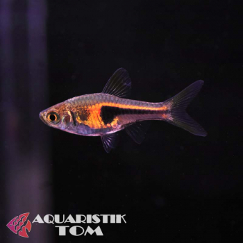 Espes Keilfleckbärbling, Trigonostigma (Rasbora) espei